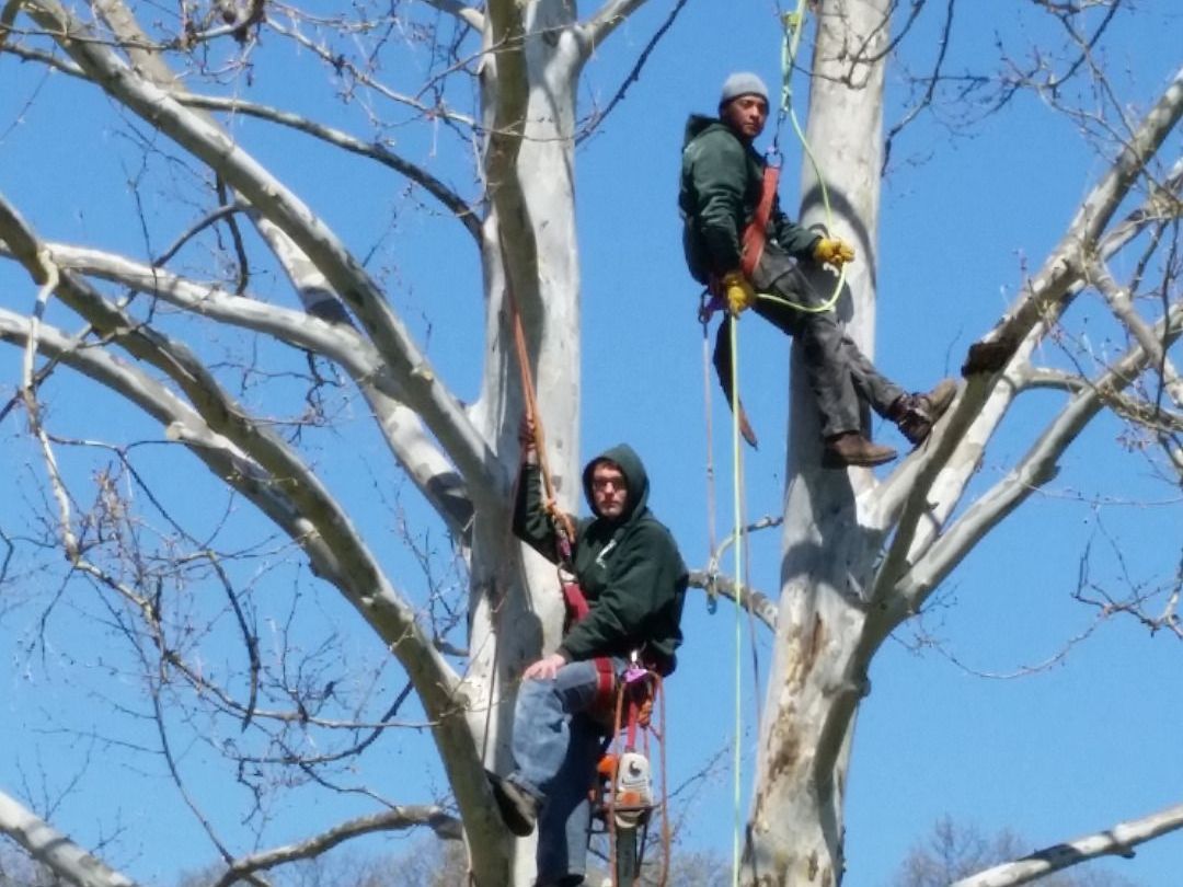 Two tree workers in safety gear trimming branches high in a leafless tree under a blue sky