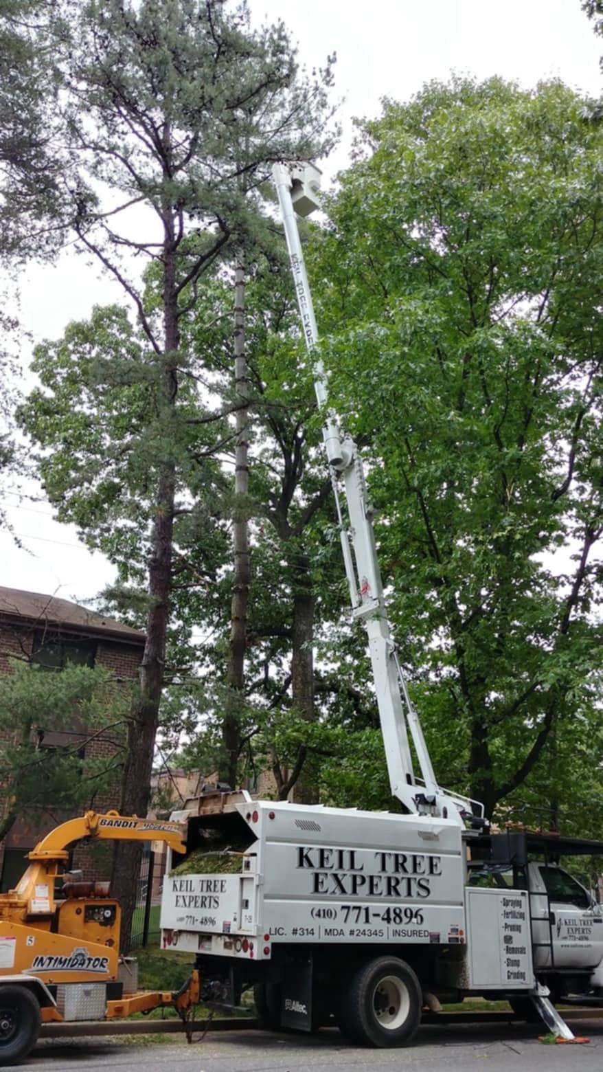 Bucket truck trimming tall trees beside a building, with workers using an extended lift.