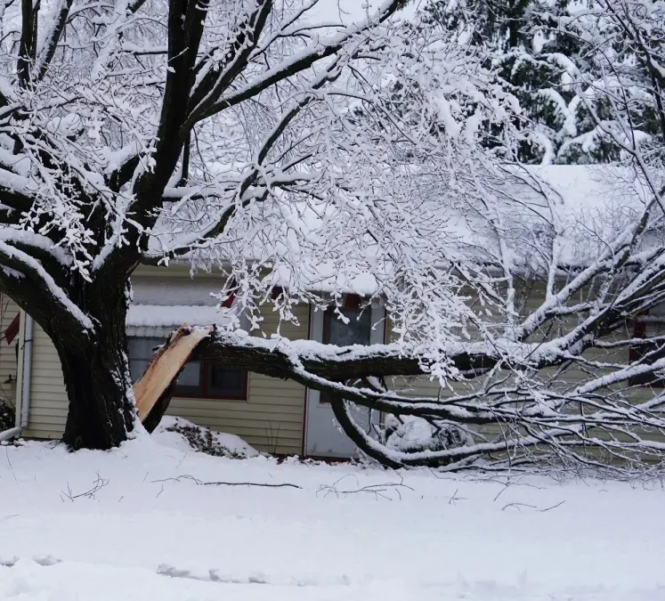 Snow-covered tree branches hanging over a house and yard in winter