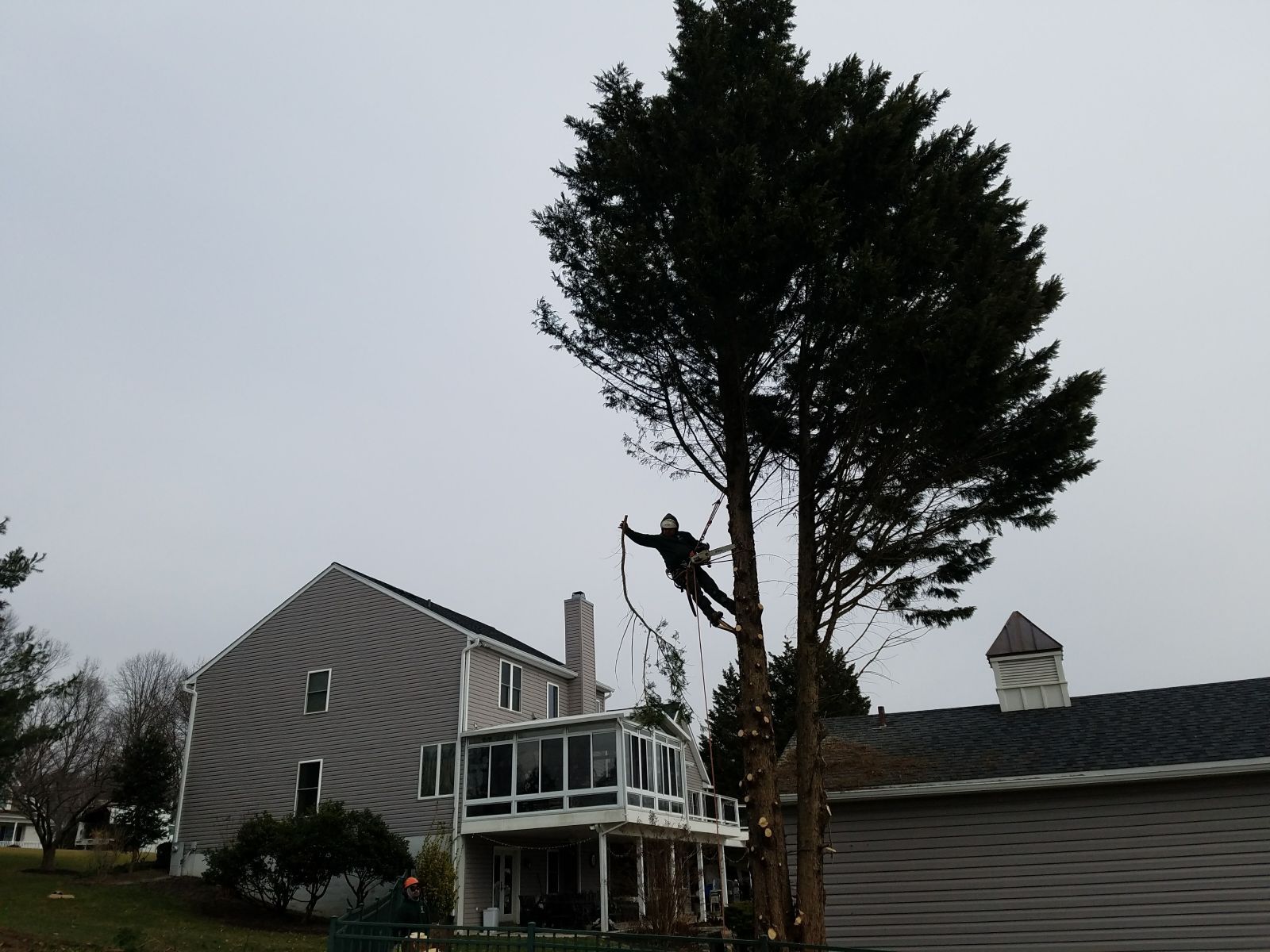 Tree maintenance and trimming work in progress by Keil Tree Experts