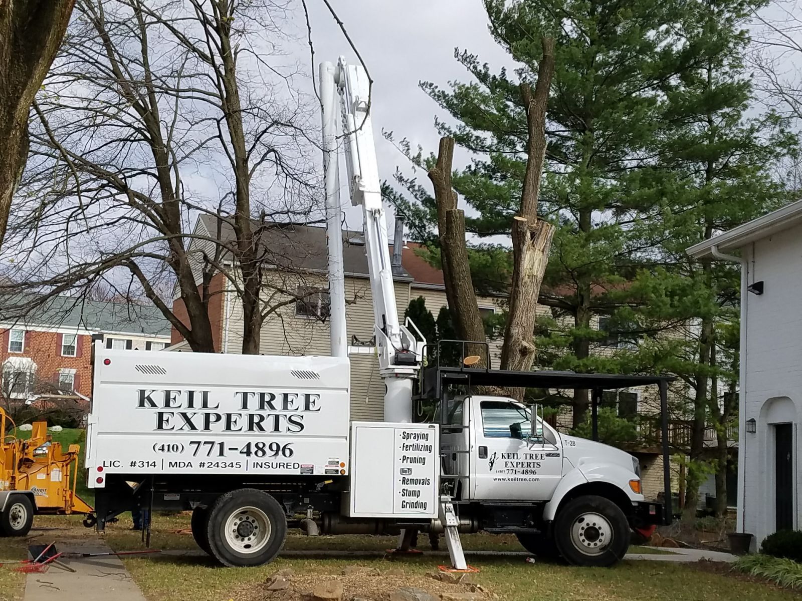 Arborist evaluating mature trees on a large residential property in Jarrettsville, Maryland