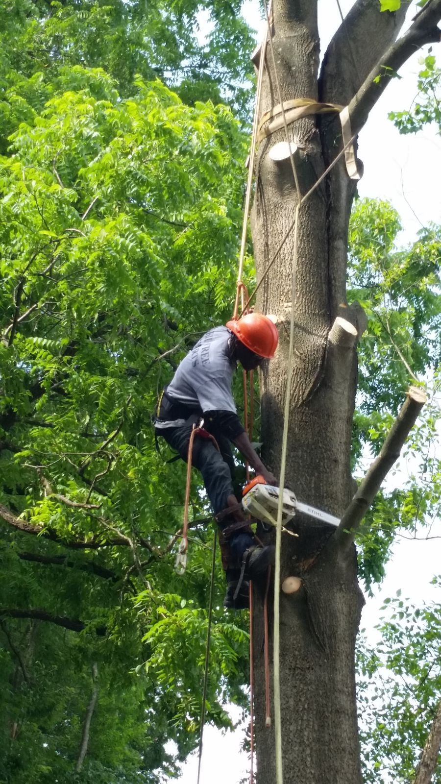 Large tree near a residential property being evaluated for removal in Cockeysville, Maryland