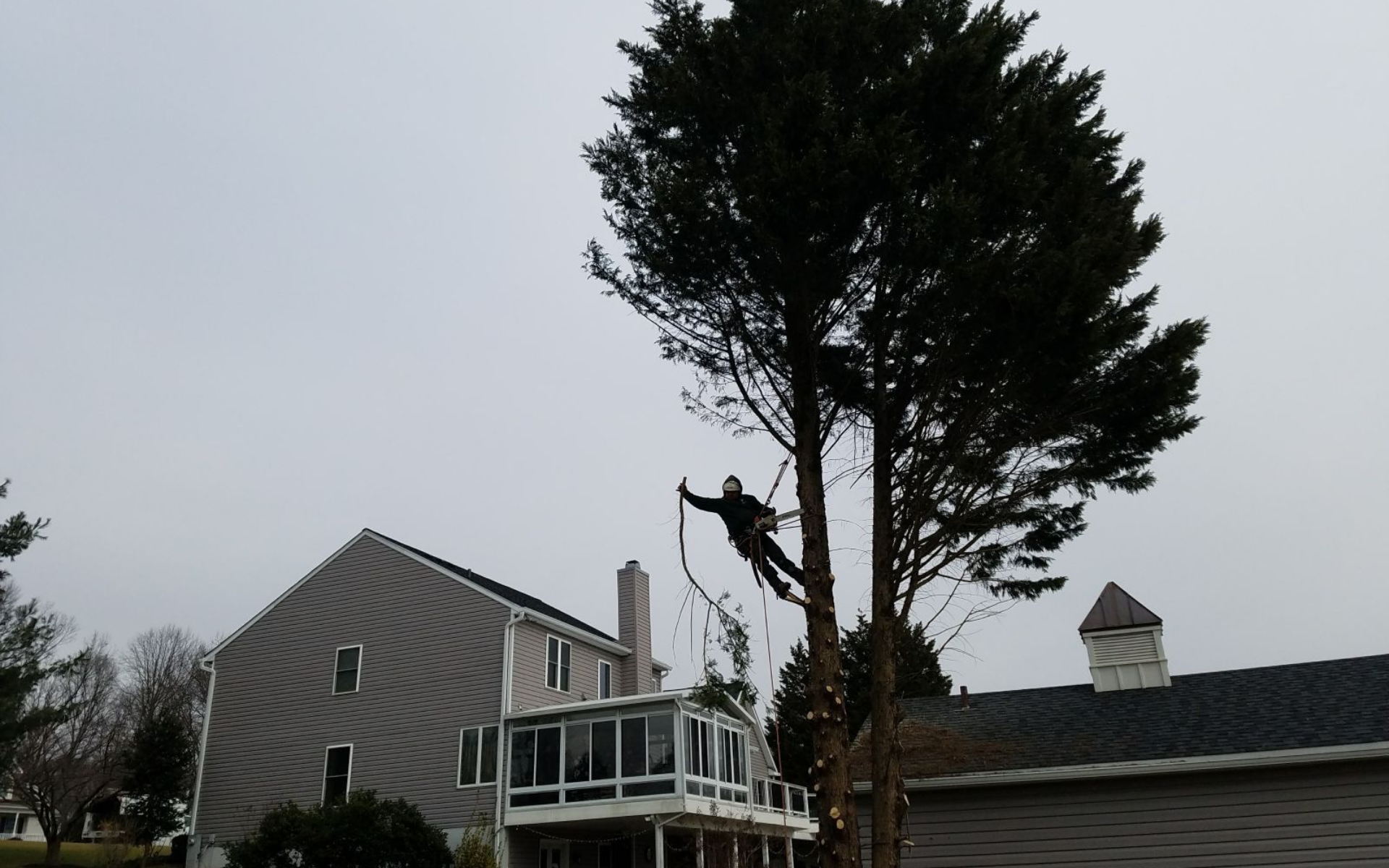 Mature tree being professionally pruned beside a residential property in Towson, Maryland