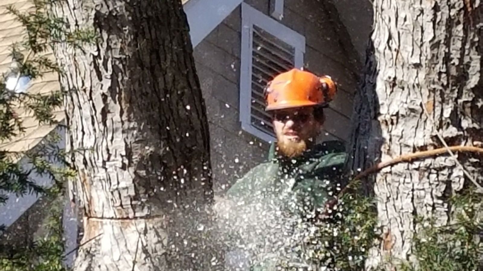 A man is cutting a tree with a chainsaw.
