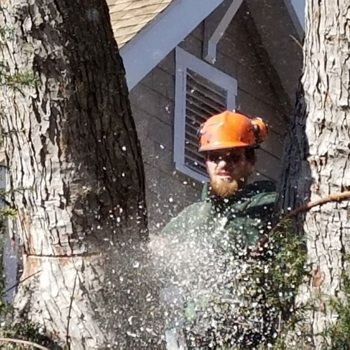 Worker in orange hard hat cutting a tree between two trunks with sawdust flying near a house