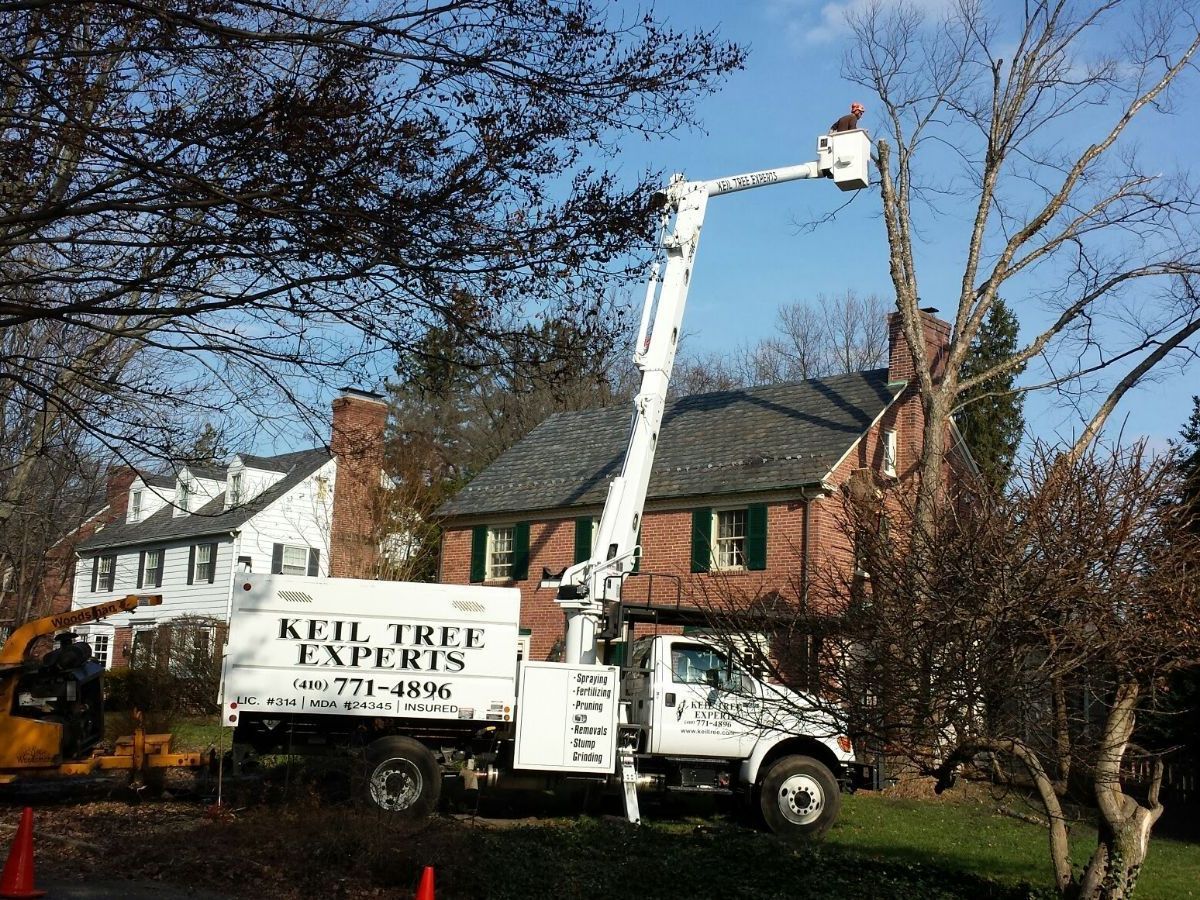 Tree service truck with boom lift trimming a tree beside a brick house on a sunny day