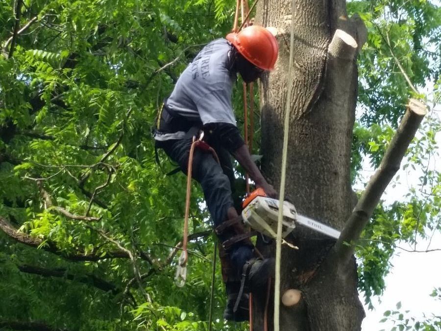 Worker in orange helmet trimming a tree with a chainsaw on a ladder