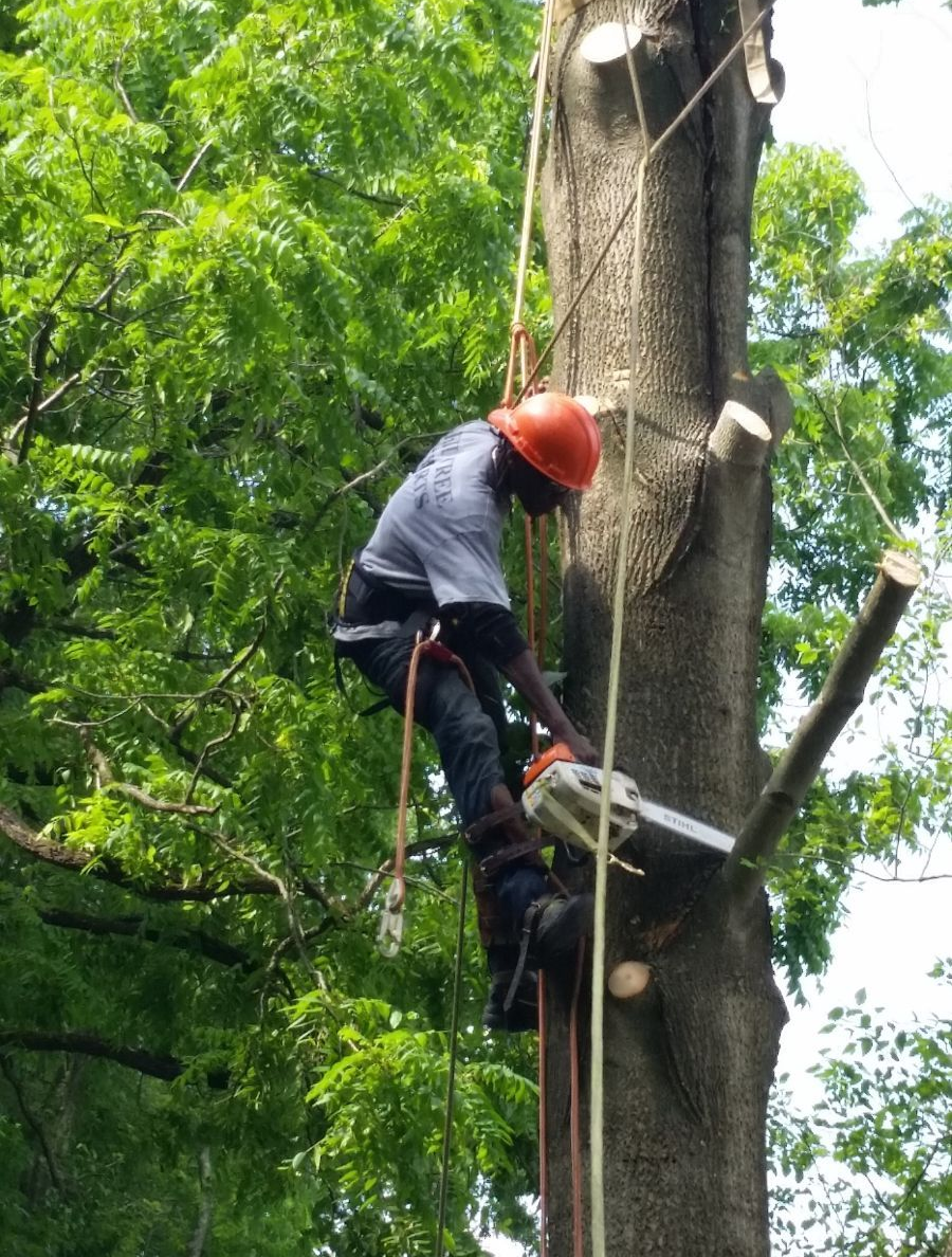 Tree removal service worker cutting branches with chainsaw while secured by ropes and safety gear.