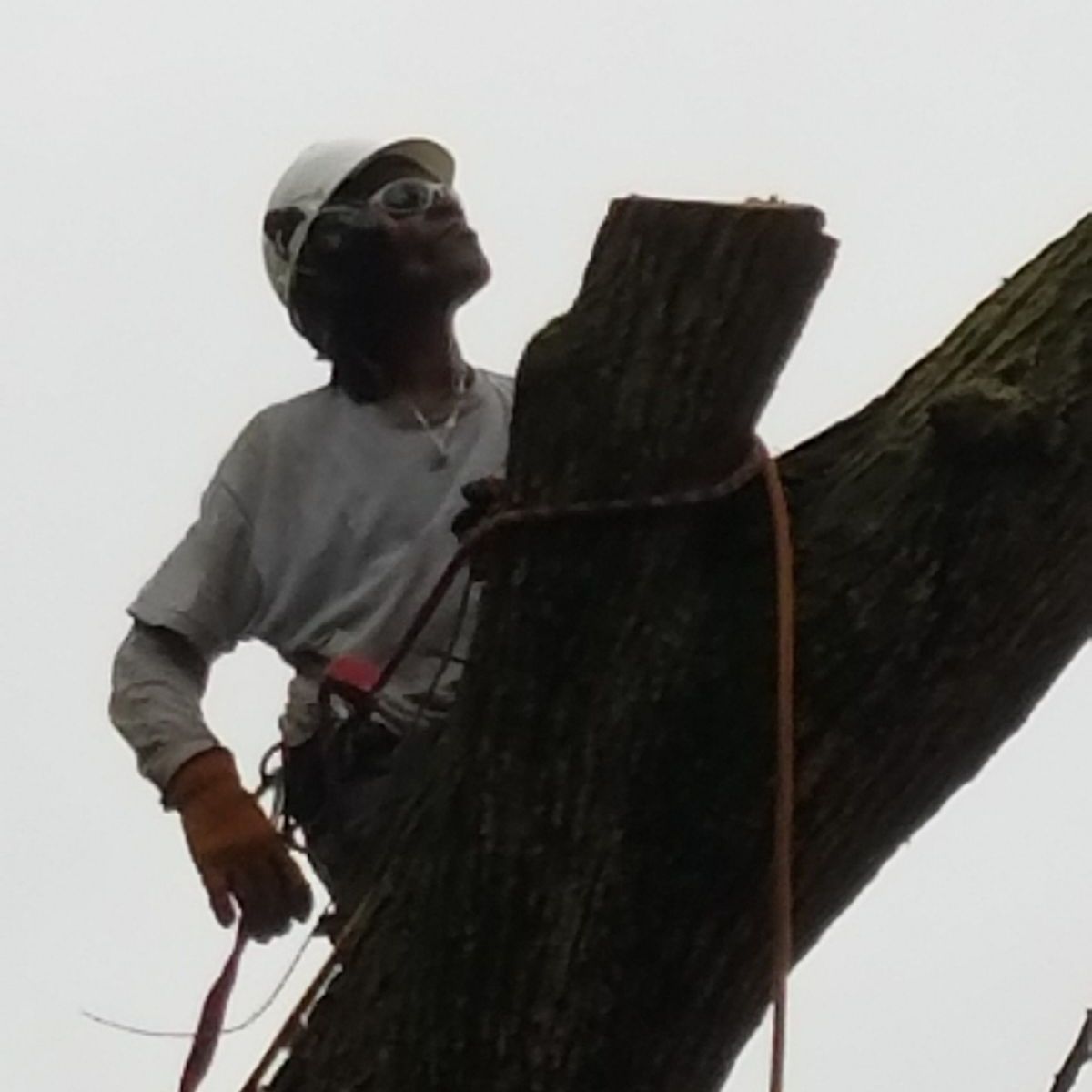 Worker in helmet and gloves climbing a tree with safety ropes against a bright sky