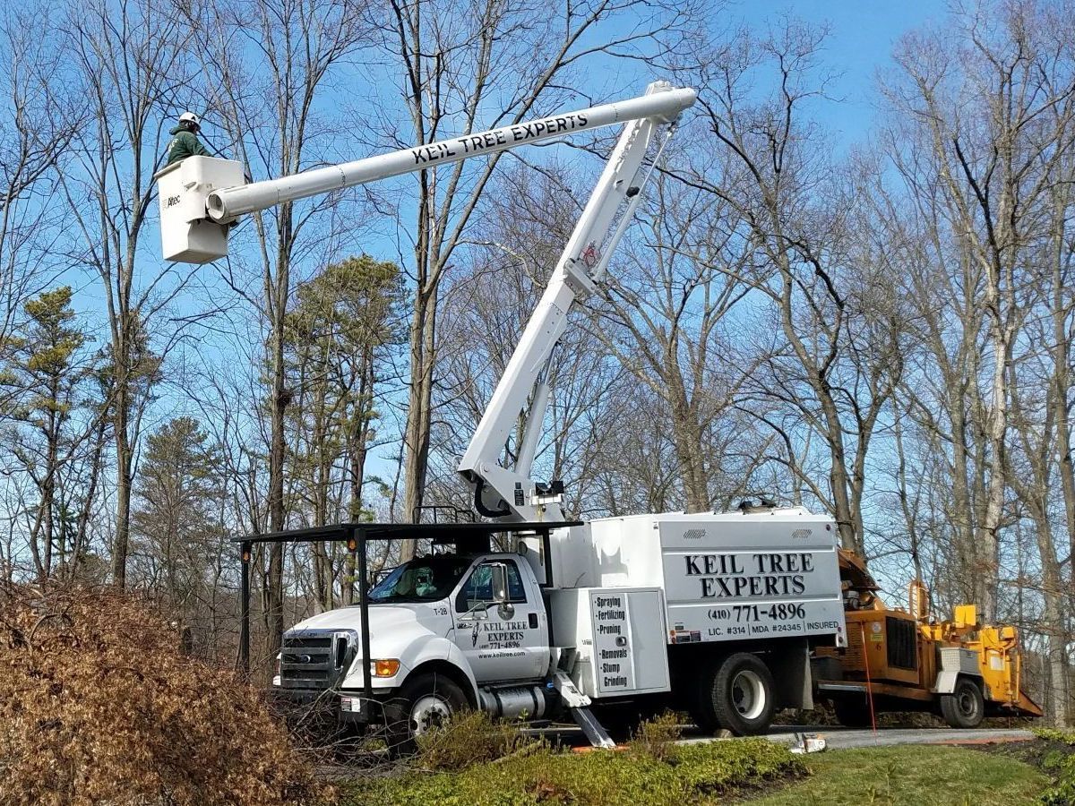 Utility bucket truck trimming trees along a roadside in a wooded area