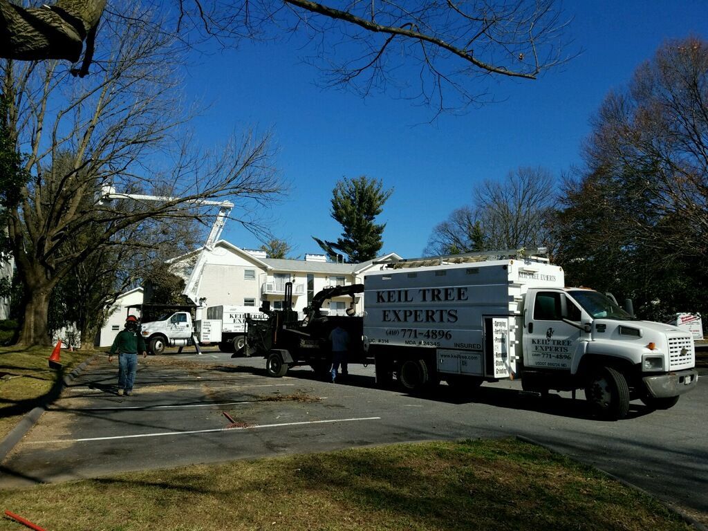 Professional arborists from Keil Tree Experts performing tree maintenance in Maryland