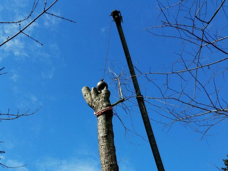 Keil Tree Expert performing professional tree trimming service on a residential property in Maryland