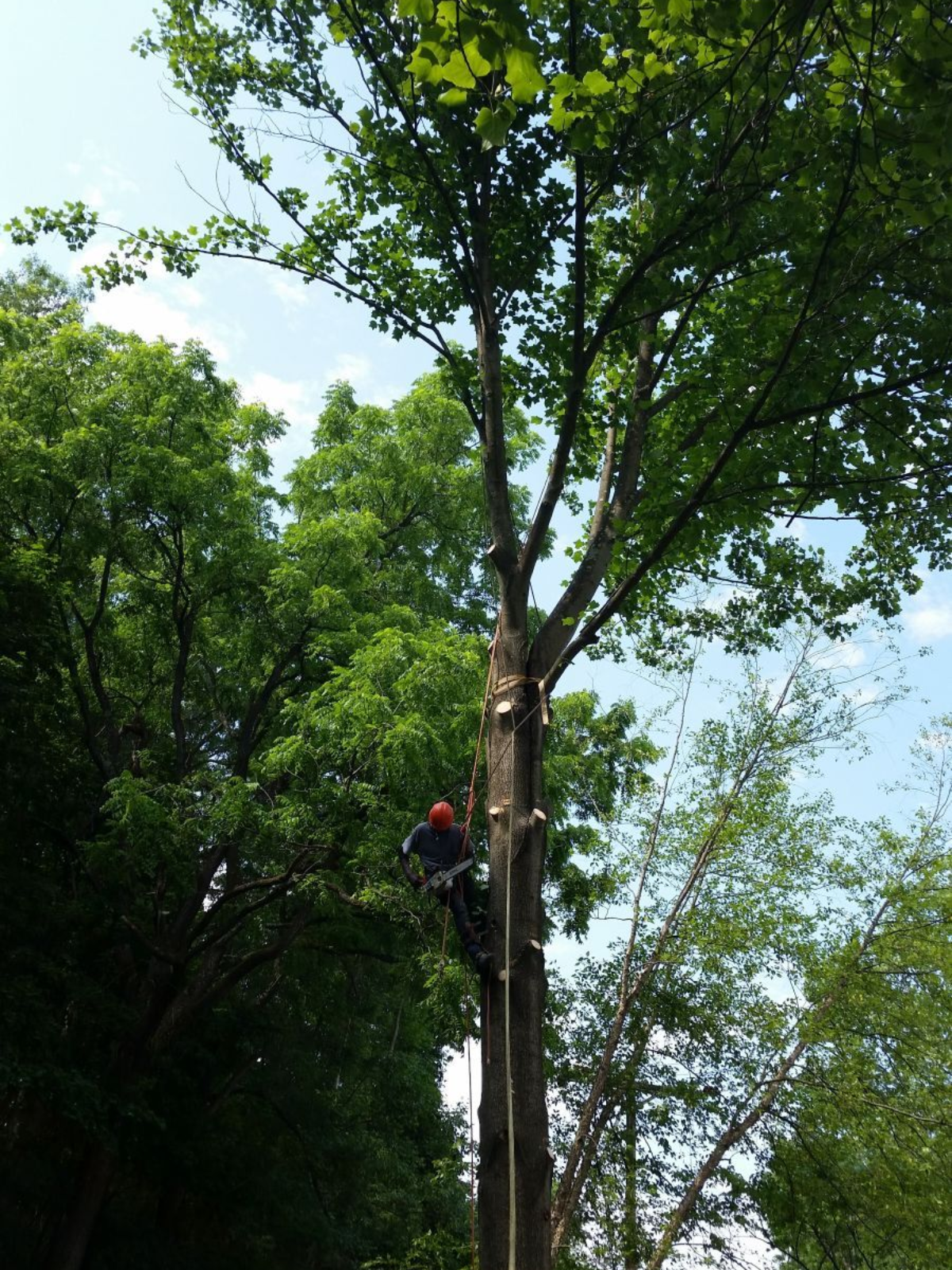 Three tree service workers operate a wood chipper attached to a truck on a residential street.