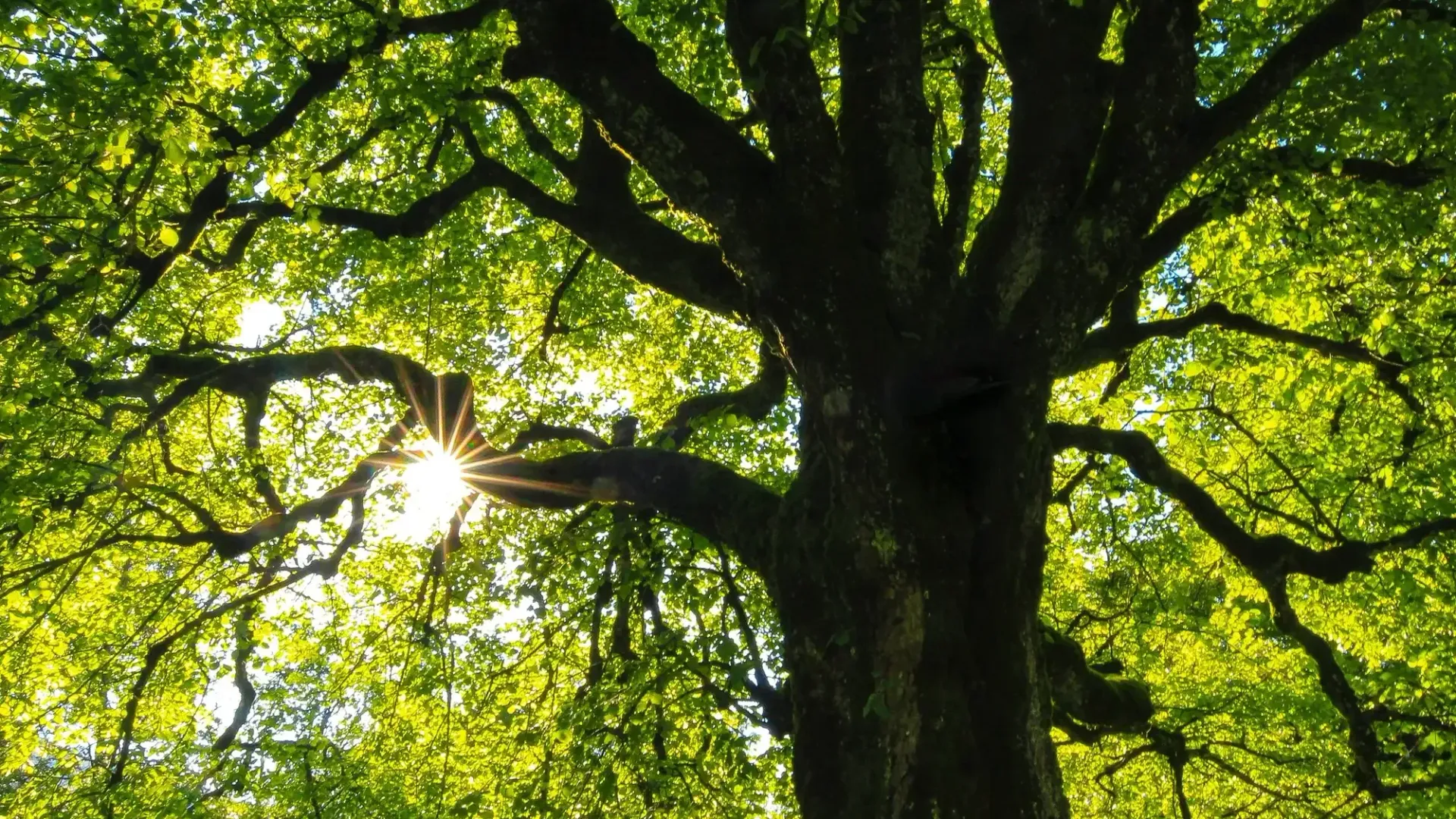 Sunlight shining through green leaves on a large tree canopy