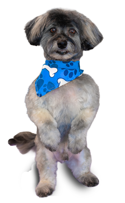 The best pet groomer in warner robins