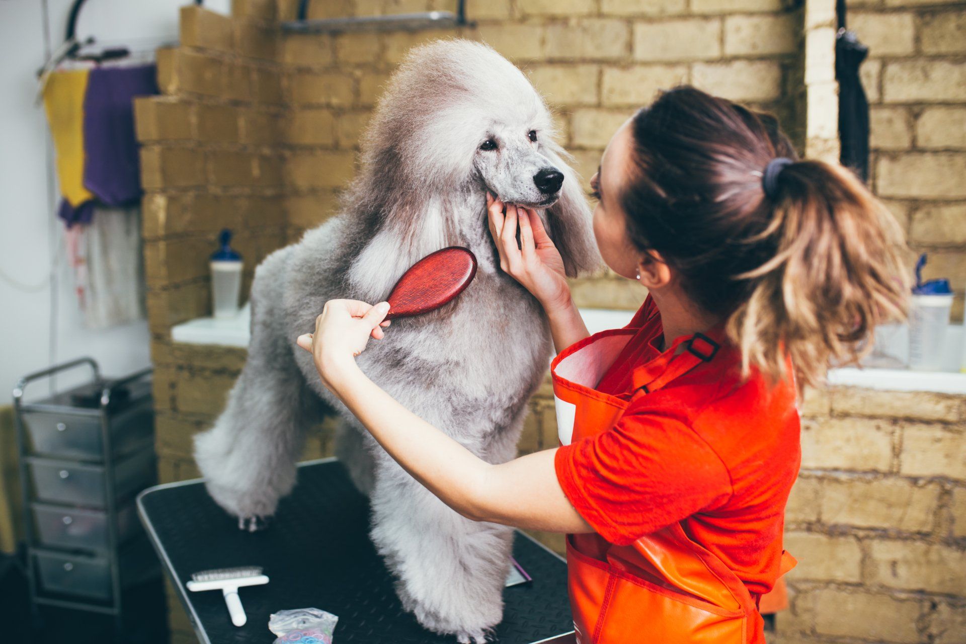 Full service pet groomers in middle georgia