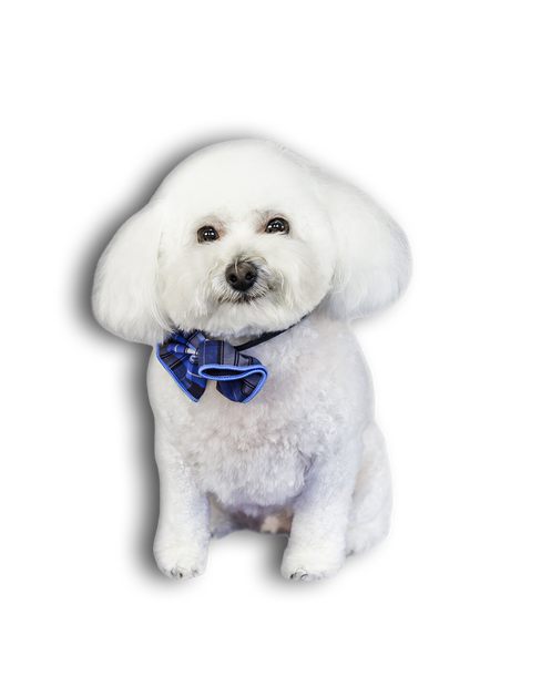 The best pet groomer in warner robins