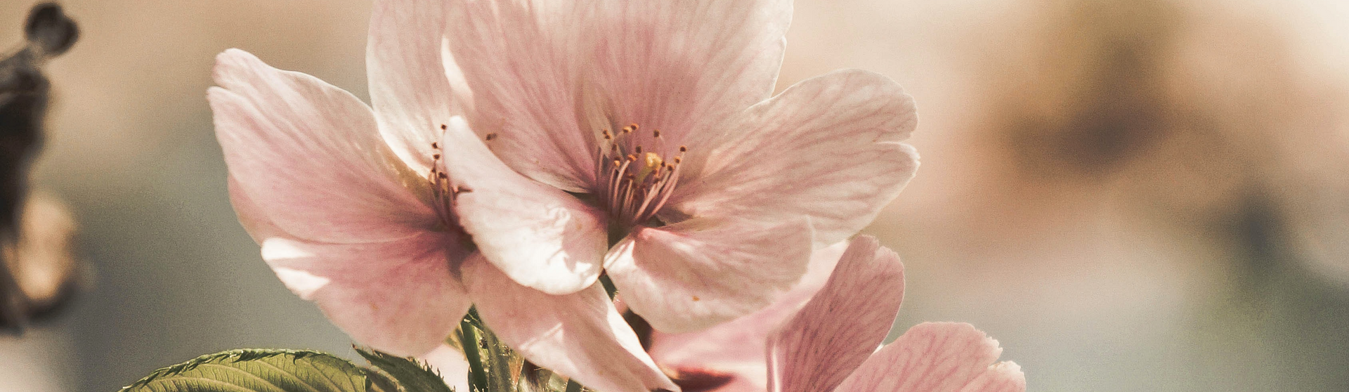 Eine Nahaufnahme einer rosa Blume auf einem Ast.