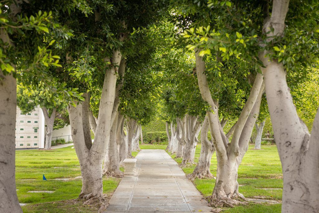 A row of trees along a path in a park.
