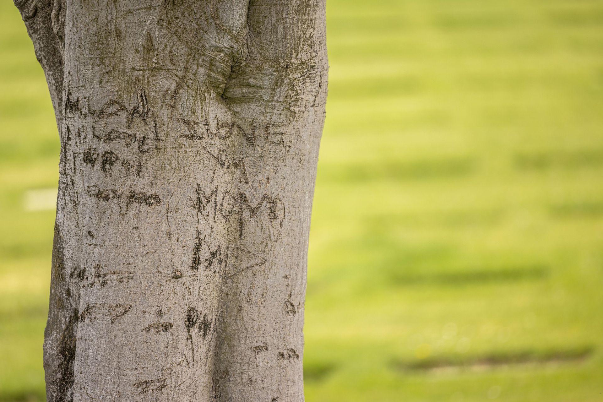 A close up of a tree trunk with graffiti on it.