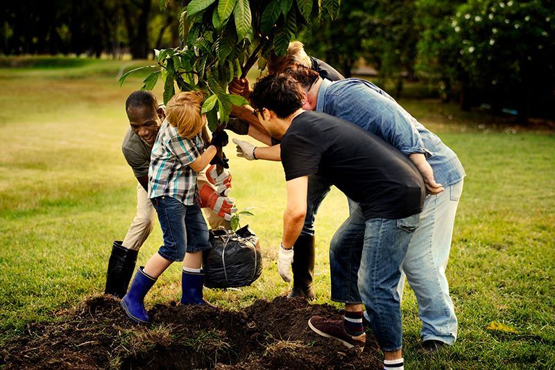 A group of people are planting a tree in a park.