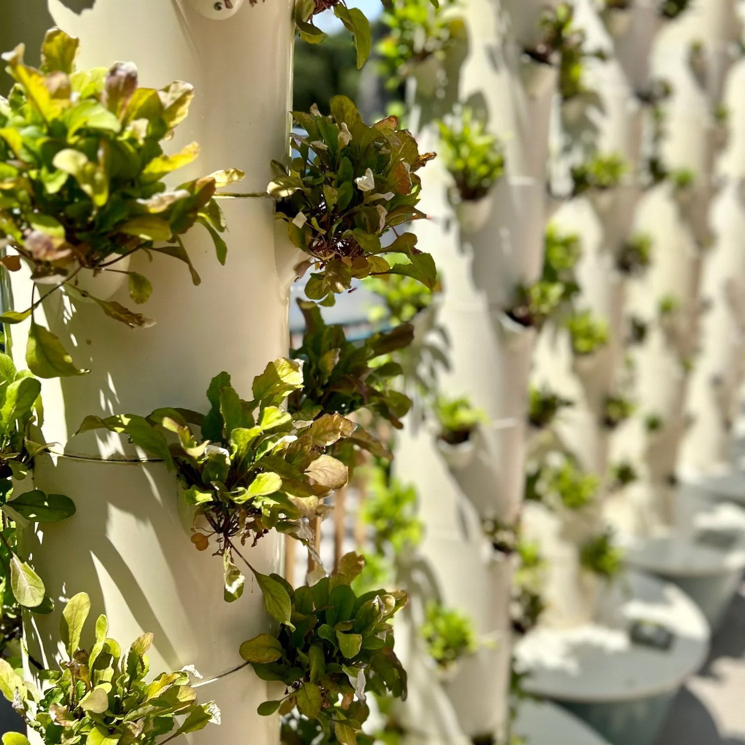 A row of white pipes filled with green plants growing on a wall.
