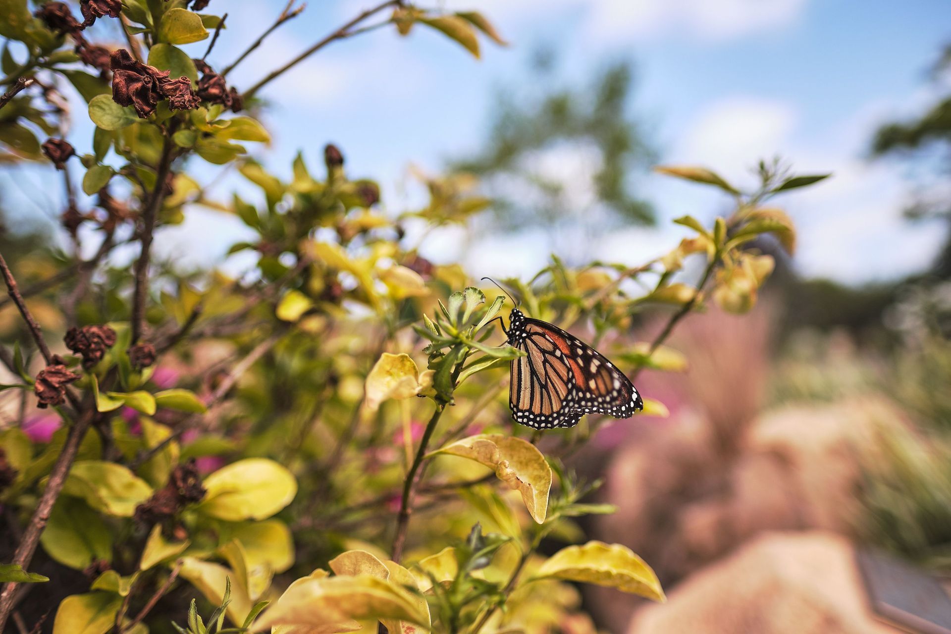 A monarch butterfly is perched on a plant branch.