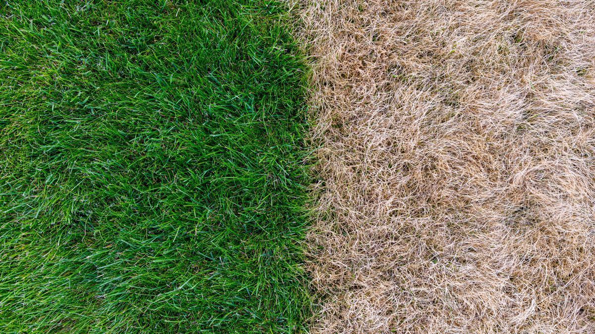 dying lawn