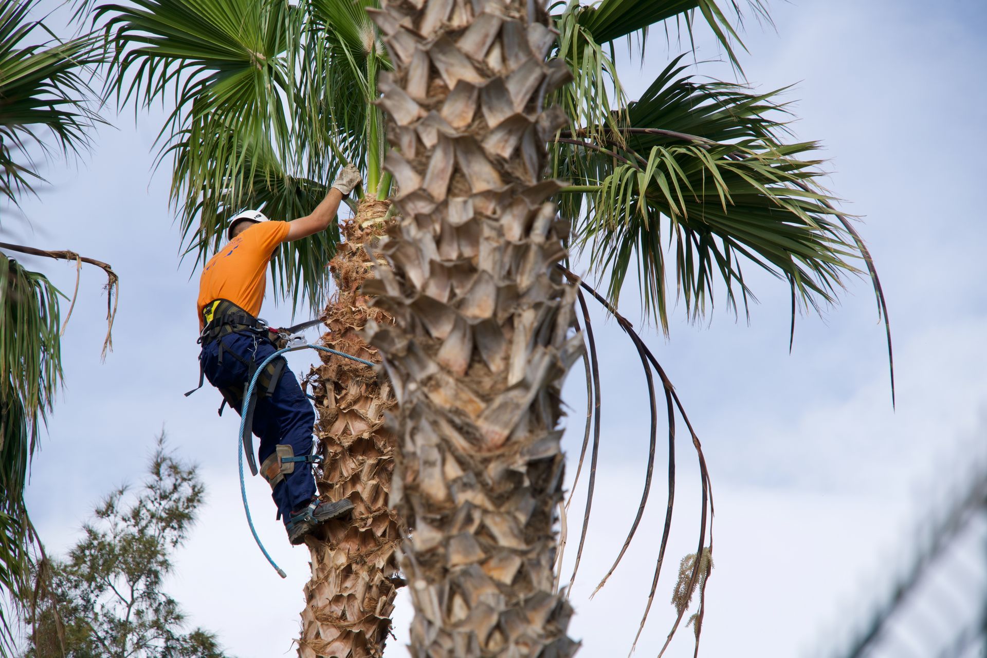 palm tree trimming