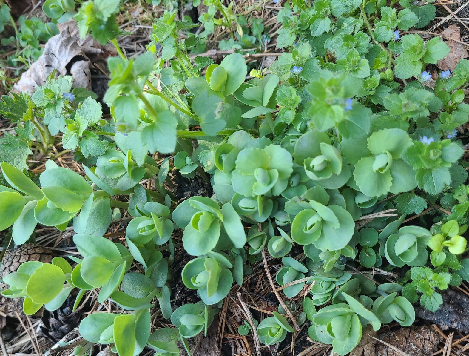 Close-up van een dichte, groene, bladerrijke bodembedekking met kleine, ronde blaadjes die tussen mulch en takjes groeien.