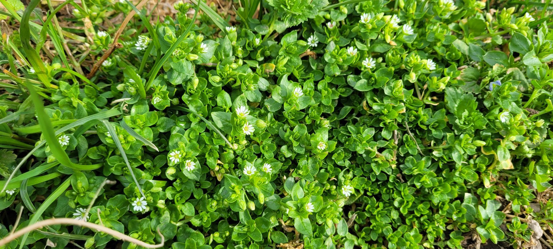 Dicht groen gras en kleine witte bloemen groeien op een stukje grond.