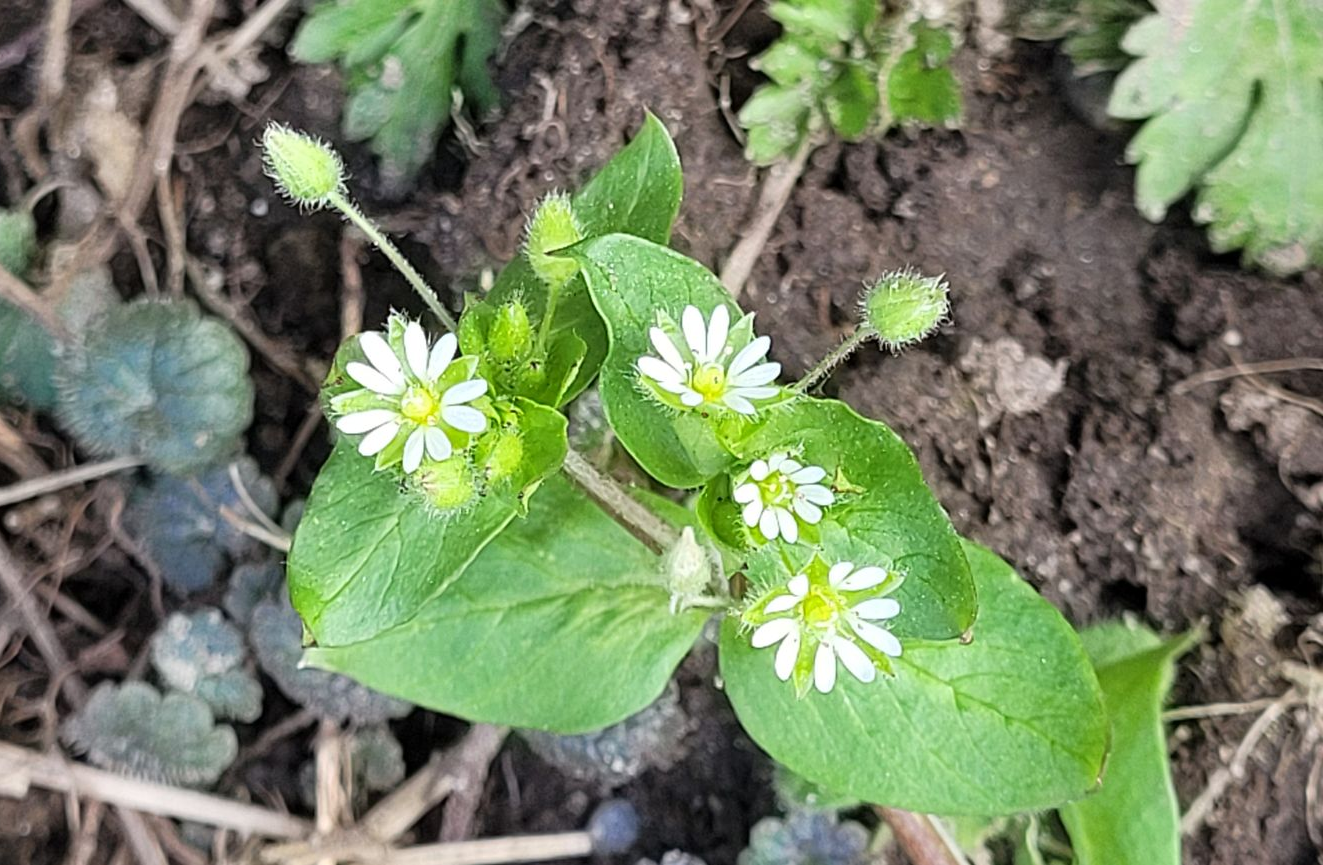 Klein groen plantje met witte bloemen dat in de grond groeit.