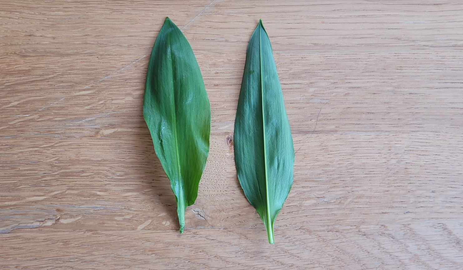 Twee groene bladeren op een licht houten oppervlak.