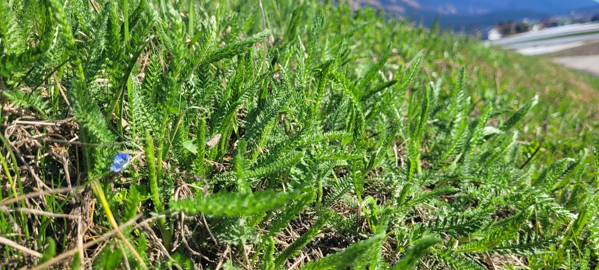 Groen grasveld met een klein blauw bloempje op de voorgrond, vlakbij de weg.