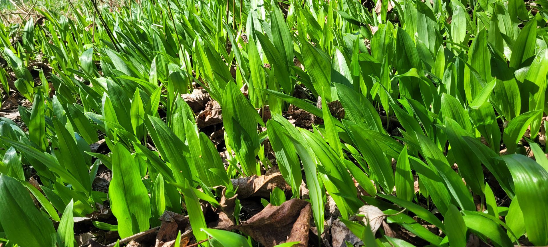 Dichte groene gewasbladeren groeien in een veld, met bruine aarde zichtbaar tussen de rijen.