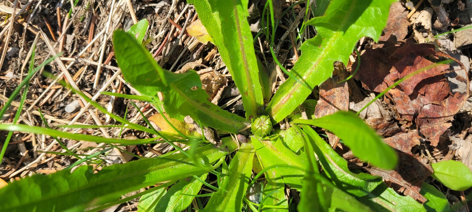 Een felgroene plant met lange bladeren die groeit tussen dor gras en bruine bladeren.