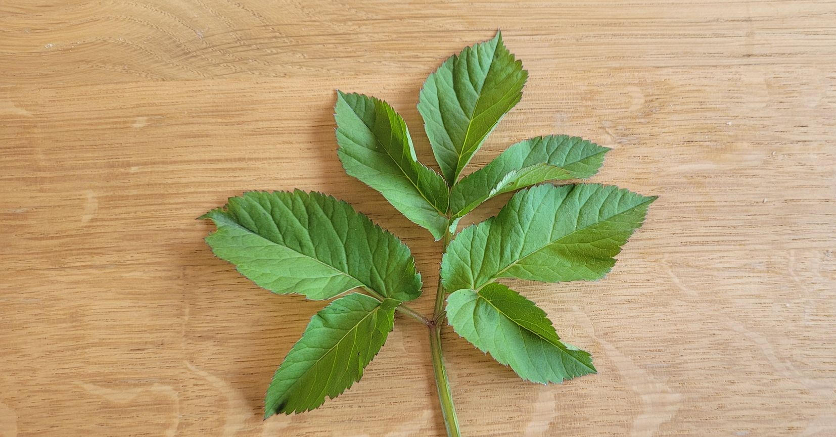 Groene tak met gekartelde bladeren op een licht houten oppervlak