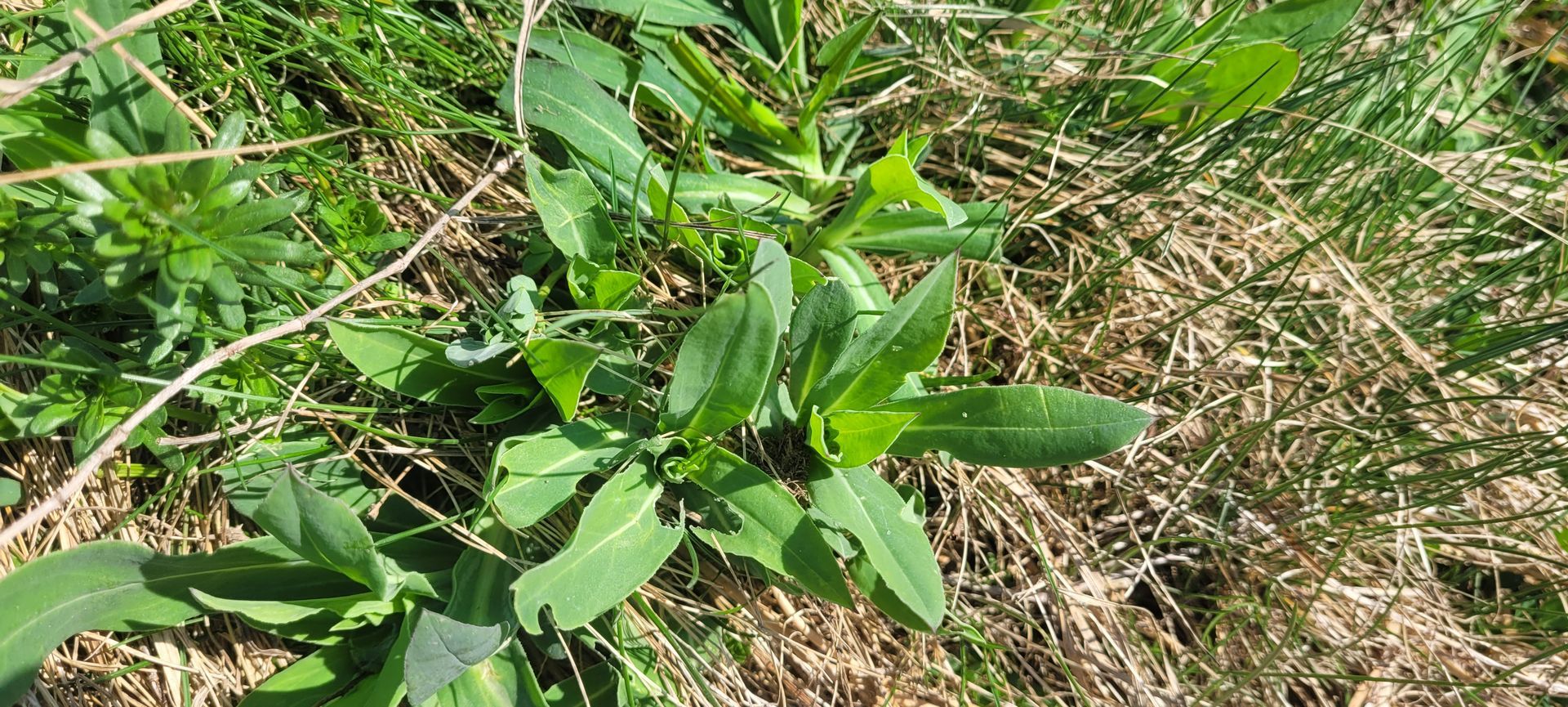 Groene, bladrijke plant die groeit tussen droog gras en takjes op de grond.