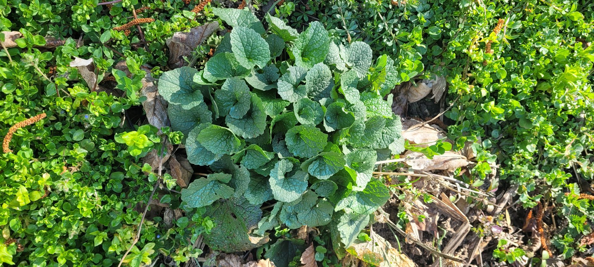 Groene bladplanten die groeien tussen lage bodembedekkers en aarde in een tuinbed.