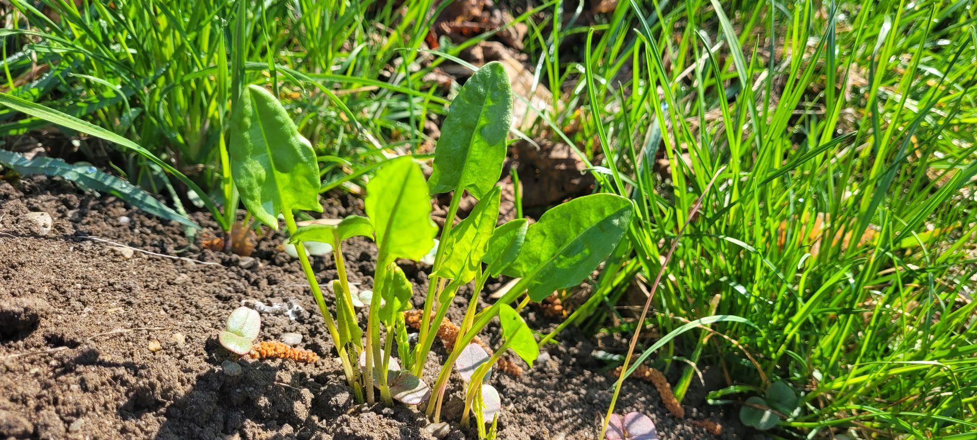Jonge groene plantjes groeien in de grond naast gras en kleine steentjes.