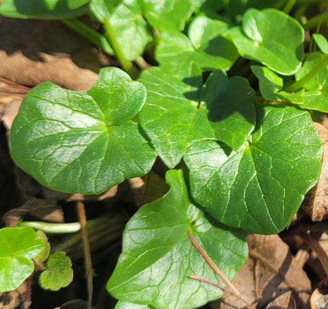 Close-up van groene zaailingen met ronde bladeren die groeien tussen bruine mulch en in het zonlicht.