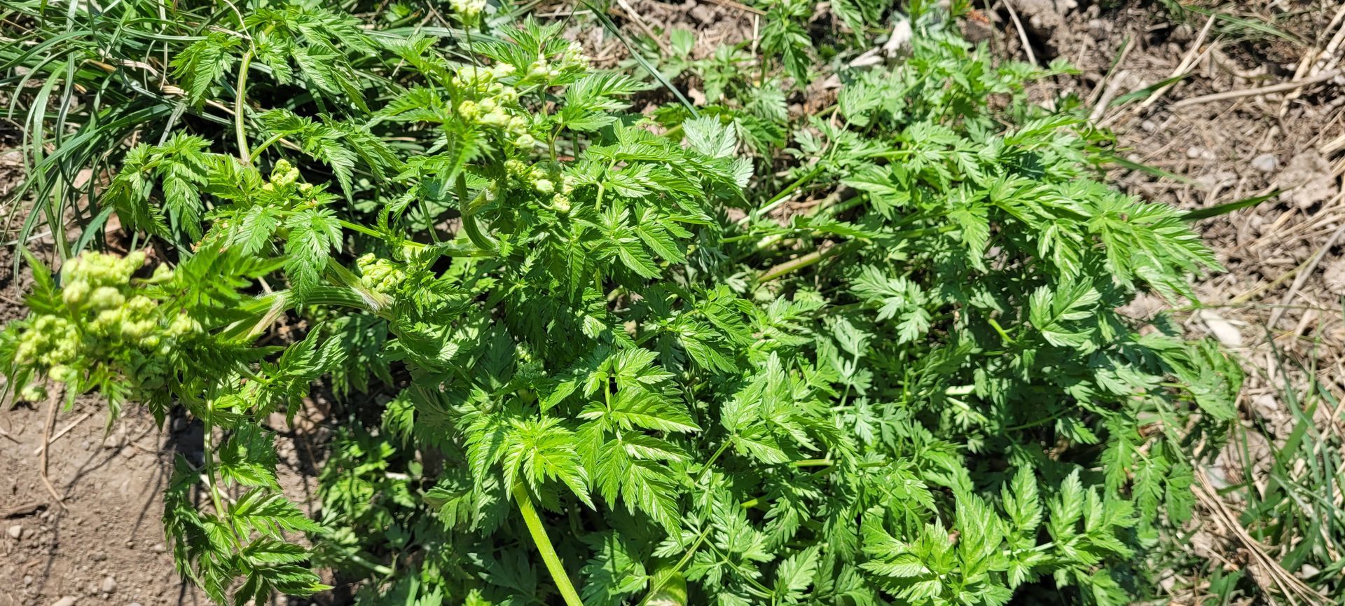Dichte, groene, bladerrijke planten die groeien op een droog, grasachtig stuk grond.