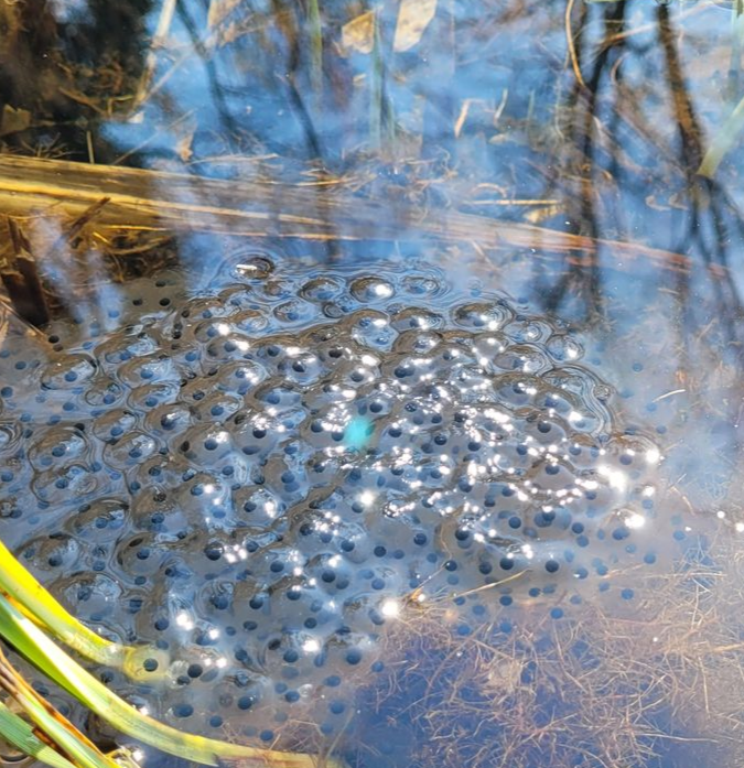Een cluster kikkereieren in ondiep water tussen riet, met veel donkere embryo's in heldere gelei.