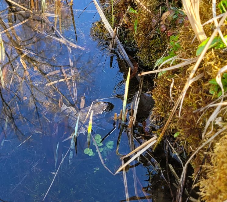 Close-up van een modderige beekrand met blauw water, riet en mosachtig bruin gras.