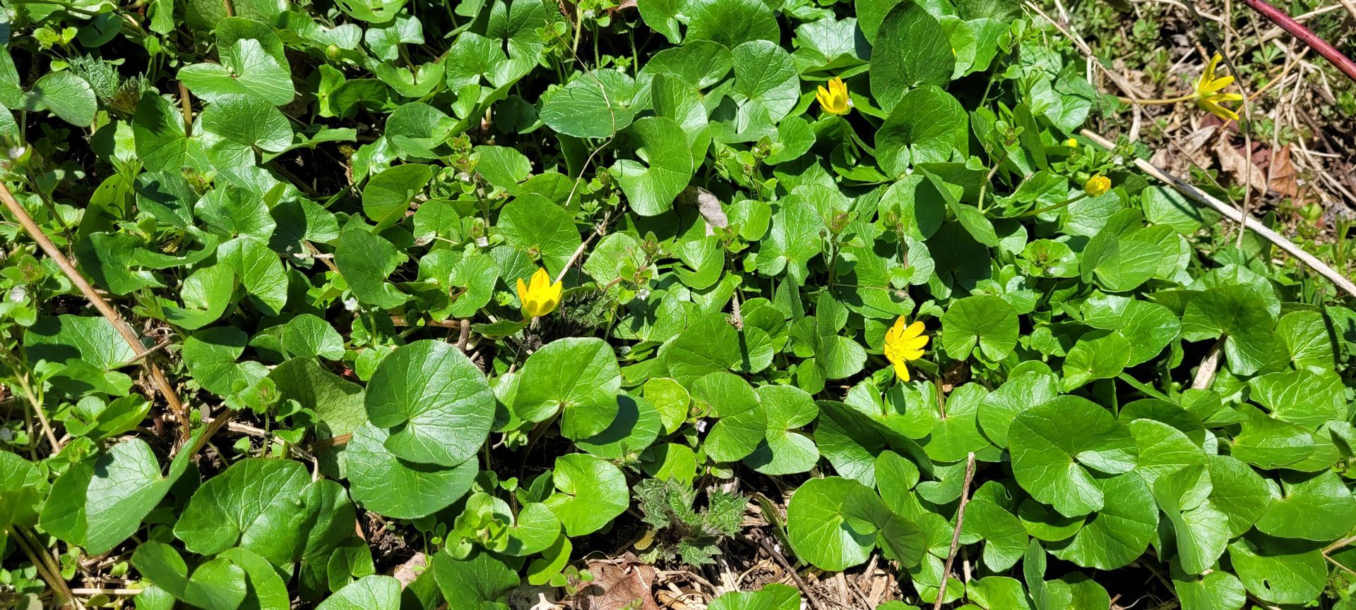 Groene bodembedekker met kleine gele bloemen