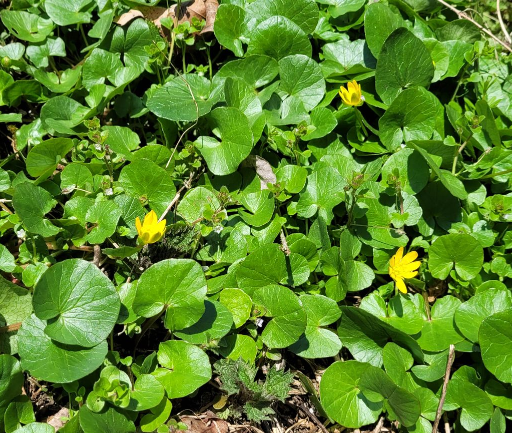 Groene bodembedekker met kleine gele bloemen en ronde bladeren.