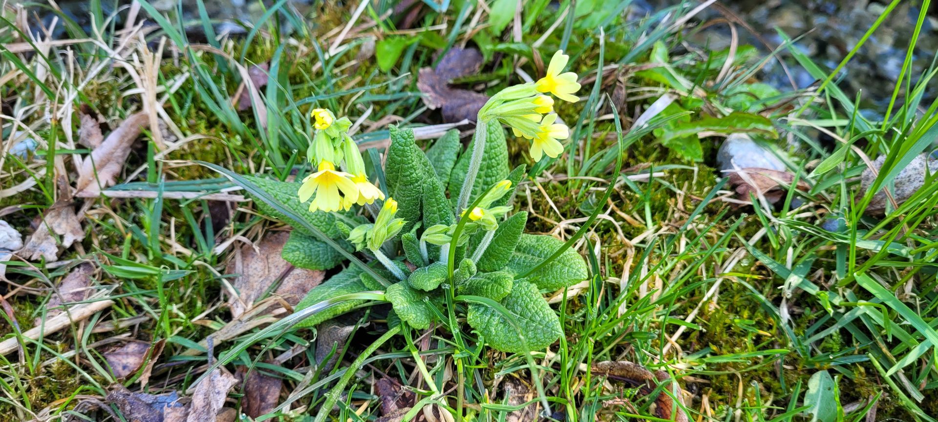 Gele wilde bloem die in het gras bloeit, met groene bladeren en een roze knop.