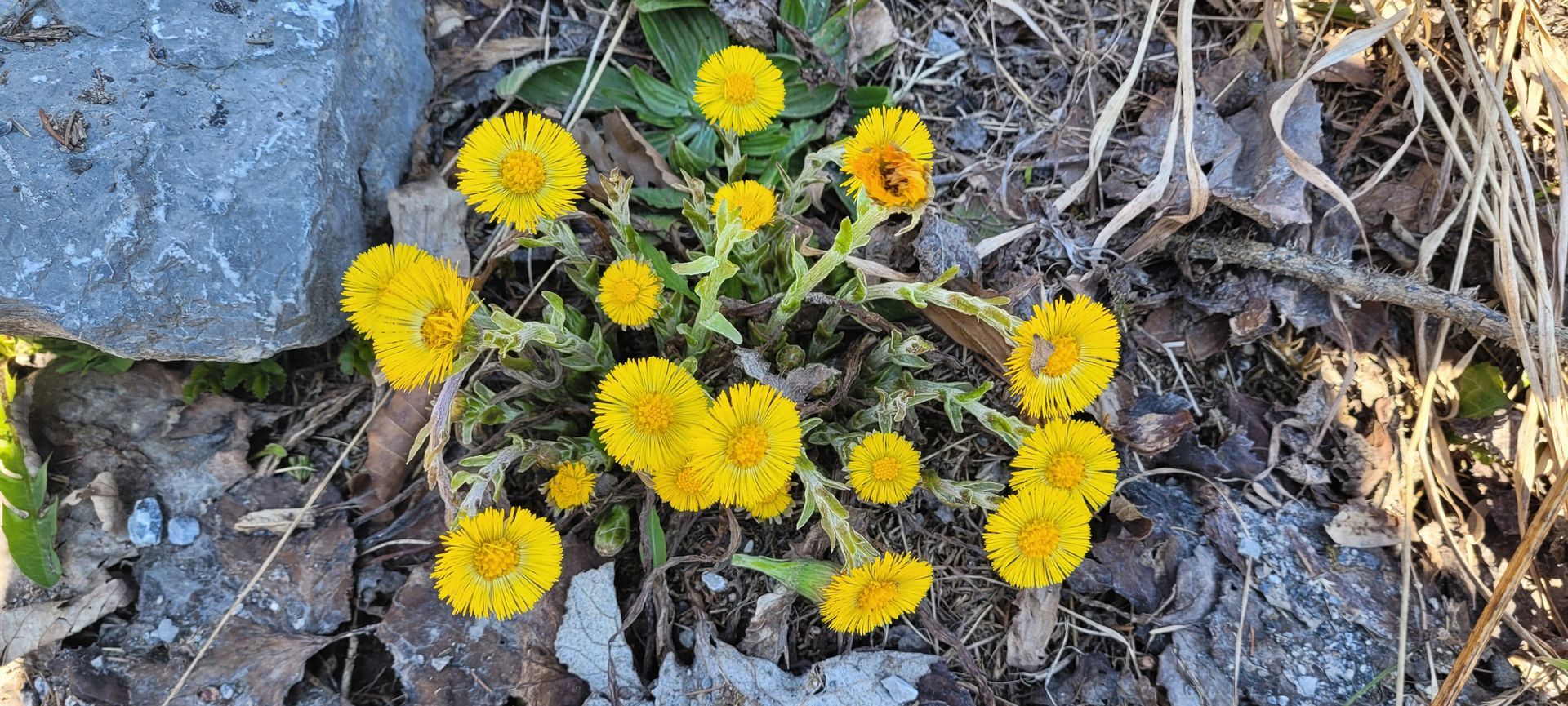 Gele wilde bloemen groeien tussen rotsen en droge bladeren.