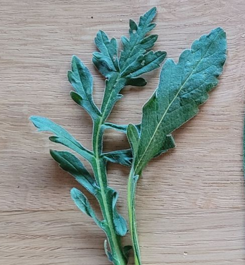 Groene, bladerrijke plantentakjes op een houten oppervlak