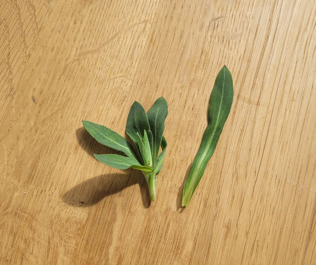 Twee groene plantenstekjes op een licht houten tafelblad, een met veel bladeren en een met een lange, slanke stengel.